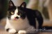 Hauskatze_1081.JPG
